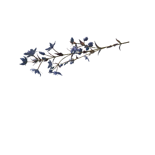 3D flower Collection vol02 Lomatogonium07_M